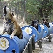 Dog Train