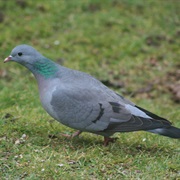 Stock Dove