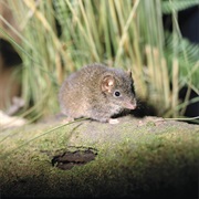 Brown Antechinus
