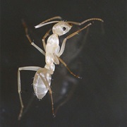 Ant