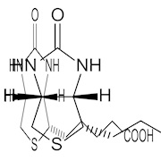 Identified Biotin (1940)