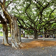 Lahaina Banyan Tree Park, Maui, Hawaii