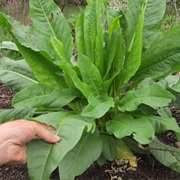 Patience Dock (Rumex Patientia)