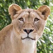 The Female Lion Does Ninety Percent of the Hunting.