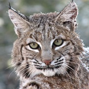 Bobcats