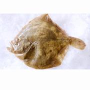 Turbot