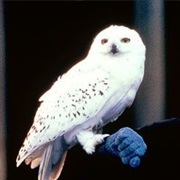 Hedwig