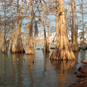 Lake Bruin State Park, Louisiana