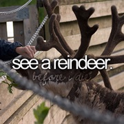 See a Reindeer