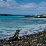 Isla Santiago, Galapagos