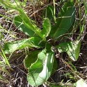 Alepidea Peduncularis