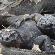 A Mess of Iguanas