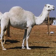 Camel