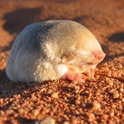 De Winton's Golden Mole (Possibly Extinct)