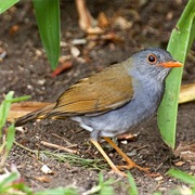 Orange-Billed Nightingale-Thrush