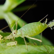 Aphid