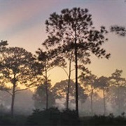 Lake Wales Ridge State Forest, Florida