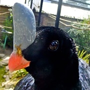 Horned Curassow