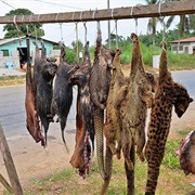 Bushmeat