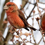 Parrot Crossbill