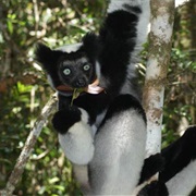 Andasibe-Mantadia National Park, Madagascar