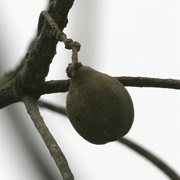Chebulic Myrobalan (Terminalia Chebula)