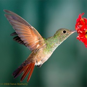 Berylline Hummingbird