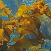 Kelp