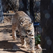 Stroll Through Heritage Park Zoo