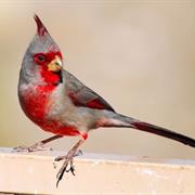 Pyrrhuloxia