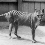 Last Tasmanian Wolf Dies (1933)