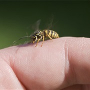 Stung by Wasp