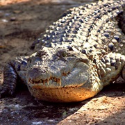 Philippine Crocodile