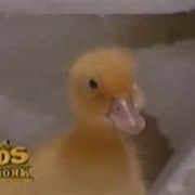 Dynamo Duck