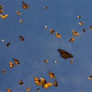 Watch the Butterflies Go South