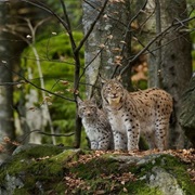 Mavrovo National Park, Macedonia