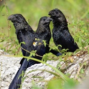 Smooth-Billed Ani (Crotophaga Ani)