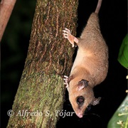 Little Woolly Mouse Opossum