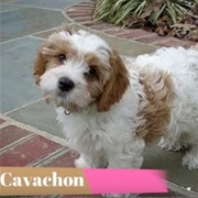 Cavachon