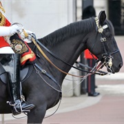 Changing of the Queen's Lifeguard