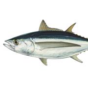 Long Fin Albacore