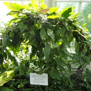 Longevity Spinach (Gynura Procumbens)