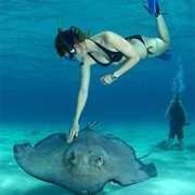 Stroke a Sting Ray