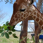 Feed Animals at the Zoo