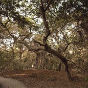 Bijilo Forest Park, the Gambia