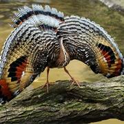 Sunbittern