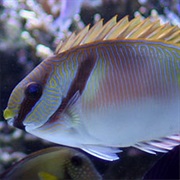 Rabbitfish