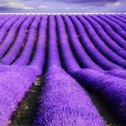 Lavender Fields, Provence
