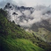 El Cusuco National Cloud Forest Park, Honduras