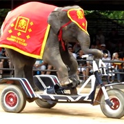 Tricycle Elephant